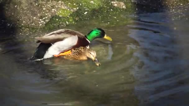 Comportement Sexuel Des Canards Canard Colvert Anas Platyrhynchos Ukraine — Video