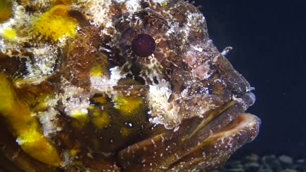 Giftige Gevaarlijke Vissen Vissen Van Zwarte Zee Zwarte Schorpioenvis Scorpaena — Stockvideo