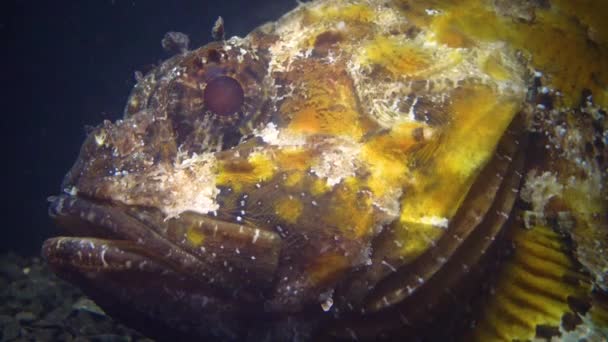 毒のある危険な魚 黒海の魚 ヨーロッパの黒毛和種 Scorpaena Porcus スコルペナ — ストック動画