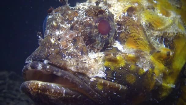 Trująca Niebezpieczna Ryba Ryby Morza Czarnego Czarne Skorpiony Scorpaena Porcus — Wideo stockowe