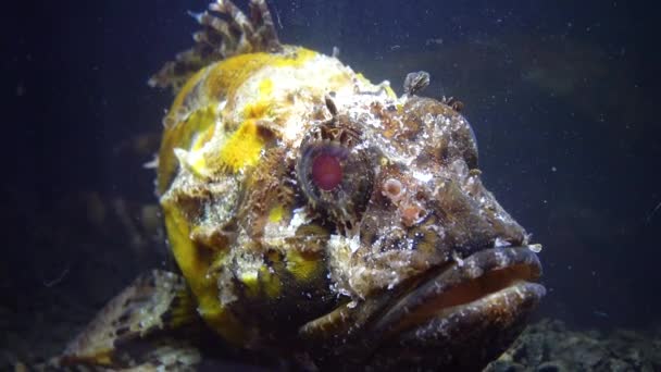 Giftige Gevaarlijke Vissen Vissen Van Zwarte Zee Zwarte Schorpioenvis Scorpaena — Stockvideo