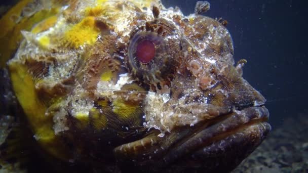 Poisonous Dangerous Fish Fish Black Sea European Black Scorpionfish Scorpaena — Stock Video