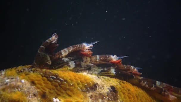 Giftige Pieken Giftige Gevaarlijke Vissen Vissen Van Zwarte Zee Zwarte — Stockvideo