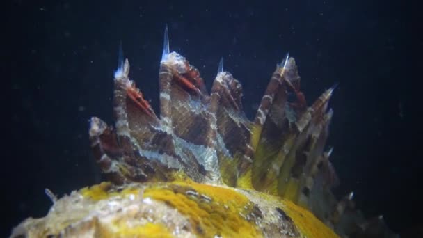 Giftige Pieken Giftige Gevaarlijke Vissen Vissen Van Zwarte Zee Zwarte — Stockvideo