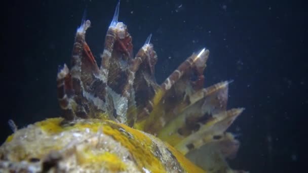 Giftige Pieken Giftige Gevaarlijke Vissen Vissen Van Zwarte Zee Zwarte — Stockvideo