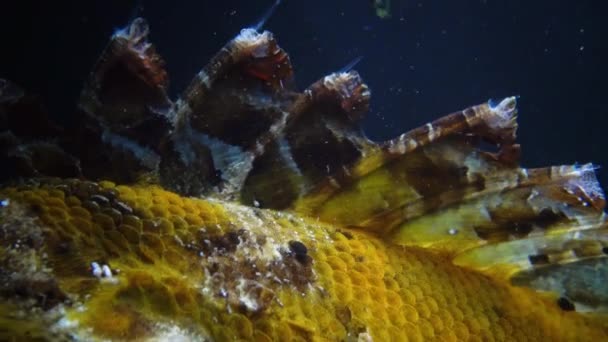 Trujące Kolce Trujące Niebezpieczne Ryby Ryby Morza Czarnego Czarne Skorpiony — Wideo stockowe
