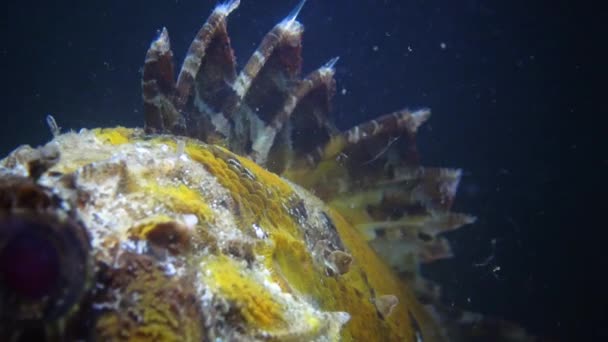 Giftige Pieken Giftige Gevaarlijke Vissen Vissen Van Zwarte Zee Zwarte — Stockvideo