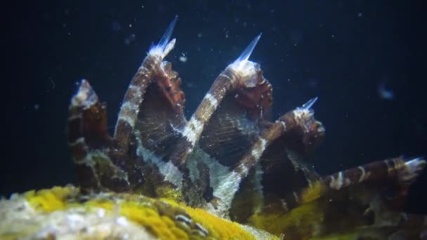 Spike Beracun Ikan Beracun Yang Berbahaya Ikan Dari Laut Hitam — Stok Video