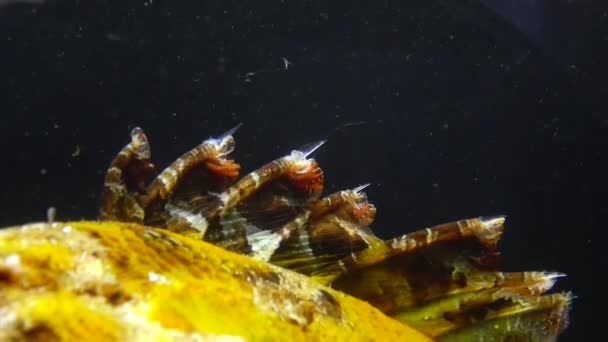 Picos Venenosos Peces Peligrosos Venenosos Fish Black Sea Pez Escorpión — Vídeos de Stock
