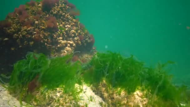 Paisagem Subaquática Mar Negro Algas Verdes Vermelhas Marrons Fundo Mar — Vídeo de Stock