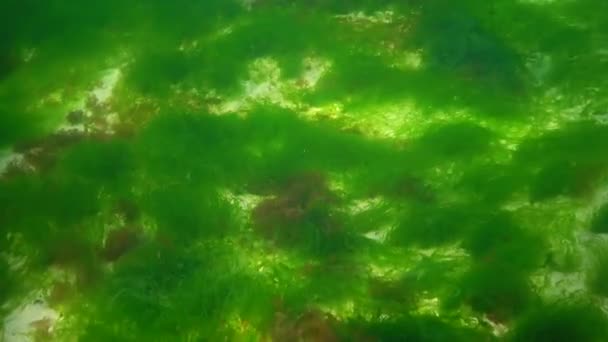 Paisaje Submarino Mar Negro Algas Verdes Rojas Marrones Fondo Del — Vídeo de stock