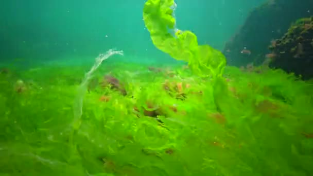 Paisagem Subaquática Mar Negro Algas Verdes Vermelhas Marrons Fundo Mar — Vídeo de Stock