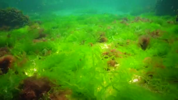 Paisaje Submarino Mar Negro Algas Verdes Rojas Marrones Fondo Del — Vídeos de Stock