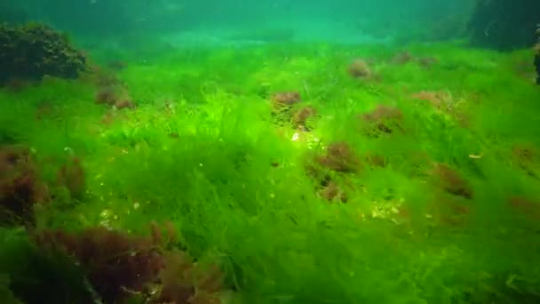Podvodní Krajina Černém Moři Zelené Červené Hnědé Řasy Mořském Dně — Stock video