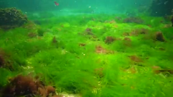 Paisaje Submarino Mar Negro Algas Verdes Rojas Marrones Fondo Del — Vídeo de stock
