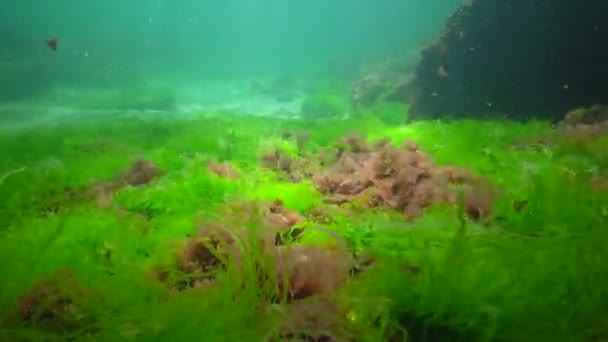 Unterwasserlandschaft Schwarzen Meer Grün Rot Und Braunalgen Auf Dem Meeresboden — Stockvideo