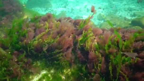 Podvodní Krajina Černém Moři Zelené Červené Hnědé Řasy Mořském Dně — Stock video