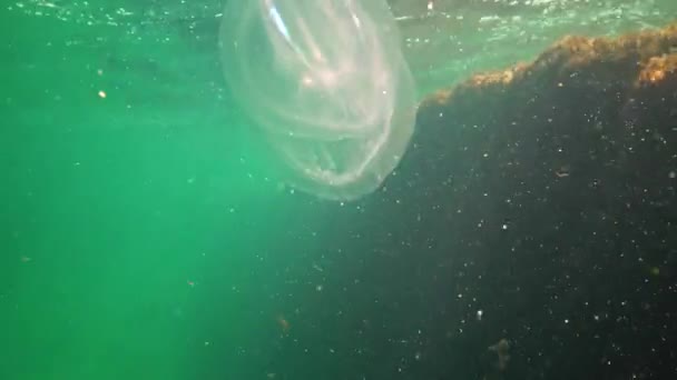 Ctenophores 黒海への櫛侵入者 クラゲMnemiopsis嘘 ウクライナ黒海 — ストック動画