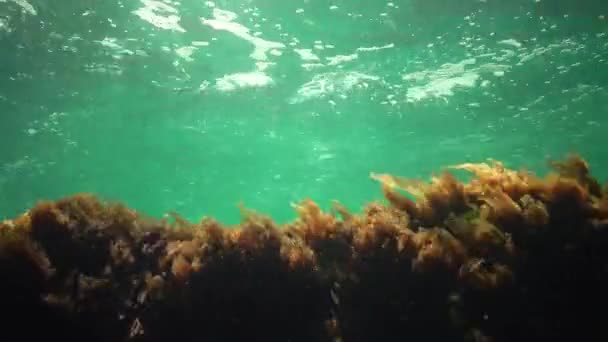 Подводный Пейзаж Черном Море Зеленые Красные Коричневые Водоросли Морском Дне — стоковое видео