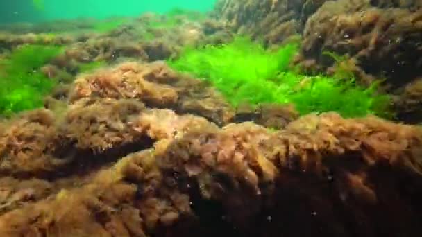 Paisaje Submarino Mar Negro Algas Verdes Rojas Marrones Fondo Del — Vídeo de stock