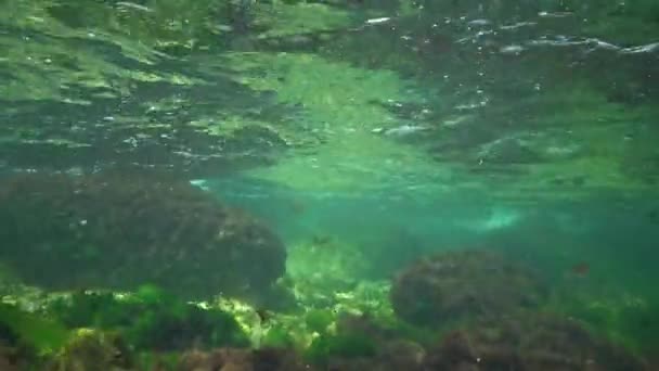 Undervattenslandskap Svarta Havet Gröna Röda Och Bruna Alger Havsbotten Alger — Stockvideo