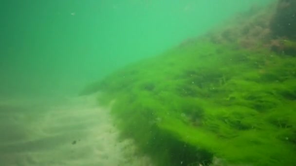 Underwater Landscape Black Sea Green Algae Enteromorpha Seabed Algae Swinging — Stock Video