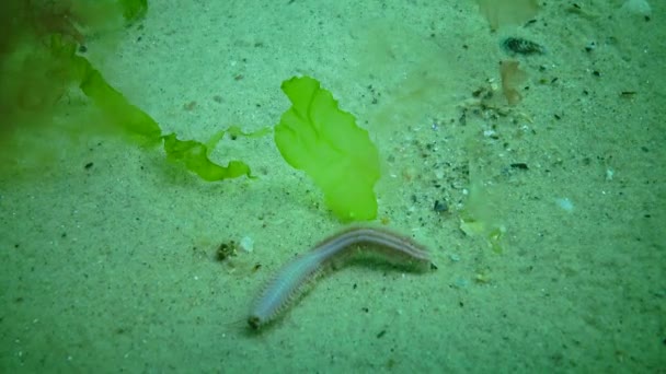 Mrtvý Mořský Červ Který Zemřel Během Mrazu Nedostatkem Kyslíku Vodě — Stock video