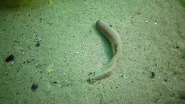 Ein Toter Meereswurm Der Bei Frost Und Sauerstoffmangel Wasser Verendete — Stockvideo