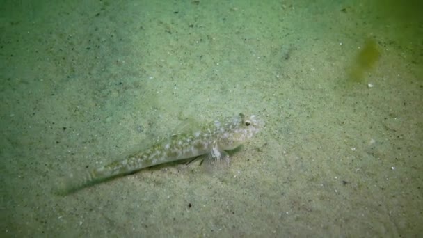 マーブルドゴビー Pomatoshistus Marmoratus 男性は貝の殻の下で彼の巣を保護し 他の魚の黒海 オデッサ湾を所有しています — ストック動画