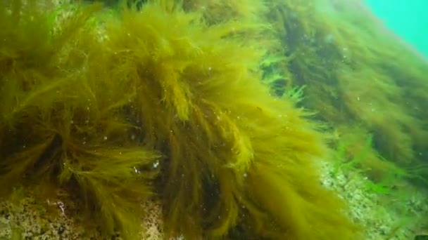 Підводний Пейзаж Чорному Морі Зелені Червоні Коричневі Водорості Морському Дні — стокове відео