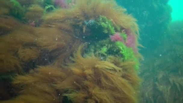 Υποβρύχια Τοπίο Στη Μαύρη Θάλασσα Πράσινα Κόκκινα Και Καφέ Φύκια — Αρχείο Βίντεο