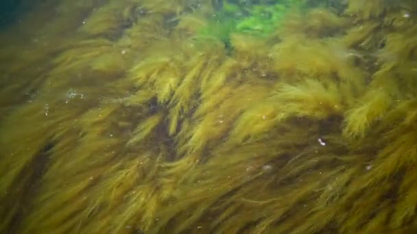 黒海の水中風景 海底の緑 茶色の藻 嵐の間に揺れる藻類 — ストック動画