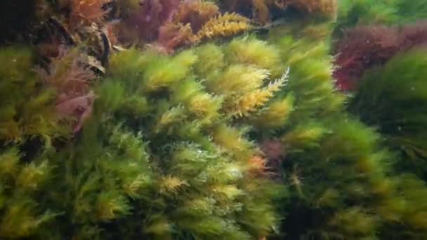 Onderwaterlandschap Zwarte Zee Groene Rode Bruine Algen Zeebodem Algen Swingend — Stockvideo