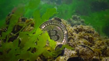 Bitcoin düştü, Bitcoin en altta, bir ayı trendi. Yosun arasında suyun altındaki madeni para
