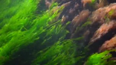 Karadeniz 'deki sualtı manzarası. Deniz yatağında yeşil algler (Enteromorpha), fırtına sırasında sallanan algler.
