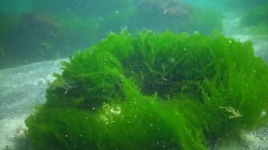 Karadeniz 'deki sualtı manzarası. Deniz yatağında yeşil algler (Enteromorpha), fırtına sırasında sallanan algler.