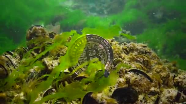 比特币已经下跌 比特币在底部 一个熊市的趋势 海藻中的水底茧 — 图库视频影像