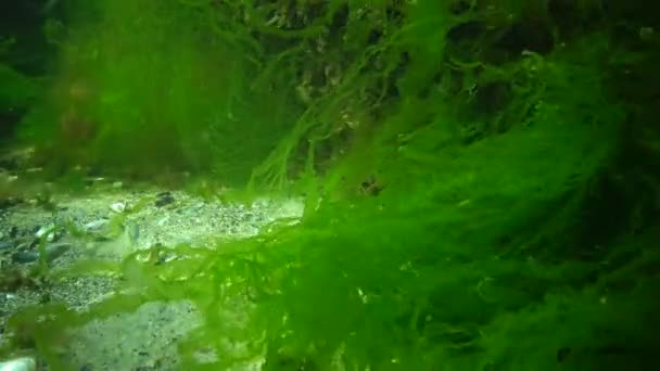 Подводный Пейзаж Черном Море Зеленые Водоросли Enteromorpha Дне Моря Водоросли — стоковое видео