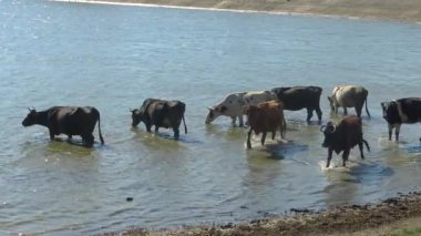 Yalpug gölüne (Ukrayna) evcil inekler girdi ve kirli su içti