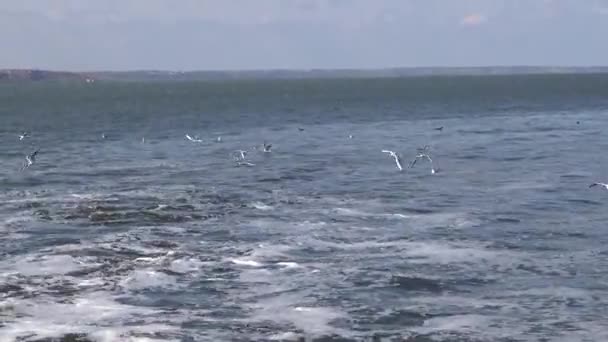 Poluição Água Água Suja Instalações Tratamento Derrama Estuário Fechado Gaivotas — Vídeo de Stock