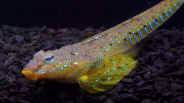 Deniz yusufçuğu (Callionymus pusillus), güzel bir balığın erkeği, Karadeniz 'de deniz tabanında yüzer.