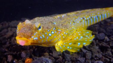 Deniz yusufçuğu (Callionymus pusillus), güzel bir balığın erkeği, Karadeniz 'de deniz tabanında yüzer.