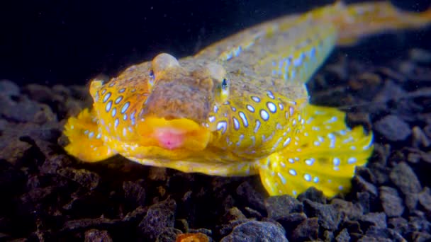 Sailfin Dragonet Callionymus Pusillus Samiec Pięknej Ryby Pływa Nad Dnem — Wideo stockowe