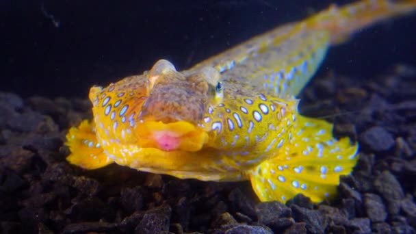 Sailfin Dragonet Callionymus Pusillus Mannetje Van Een Prachtige Vis Zwemt — Stockvideo