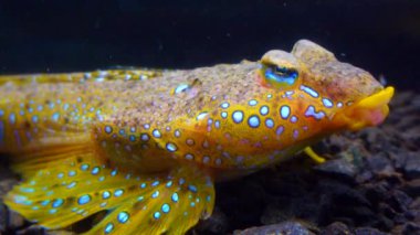 Deniz yusufçuğu (Callionymus pusillus), güzel bir balığın erkeği, Karadeniz 'de deniz tabanında yüzer.