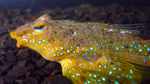 Sailfin Drak Callionymus Pusillus Samec Krásné Ryby Plave Přes Mořské — Stock video