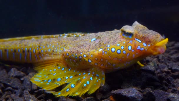 Sailfin Dragonet Callionymus Pusillus Male Beautiful Fish Swims Seabed Black — Stock Video