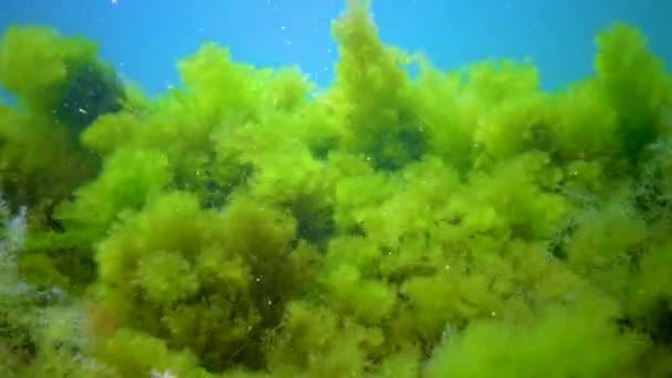 Groene Alg Cladophora Rotsen Zeebodem Zwarte Zee — Stockvideo