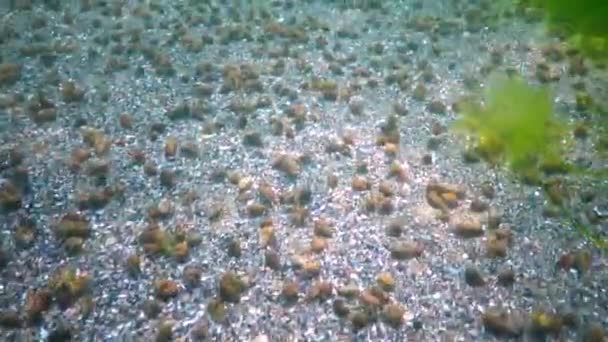 Kleine Heremietkreeft Diogenes Pugilator Grote Concentratie Rivierkreeft Zeebodem Zwarte Zee — Stockvideo