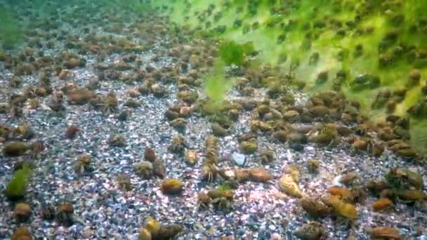 Pequeno Caranguejo Eremita Diogenes Pugilator Grande Concentração Lagostins Fundo Mar — Vídeo de Stock